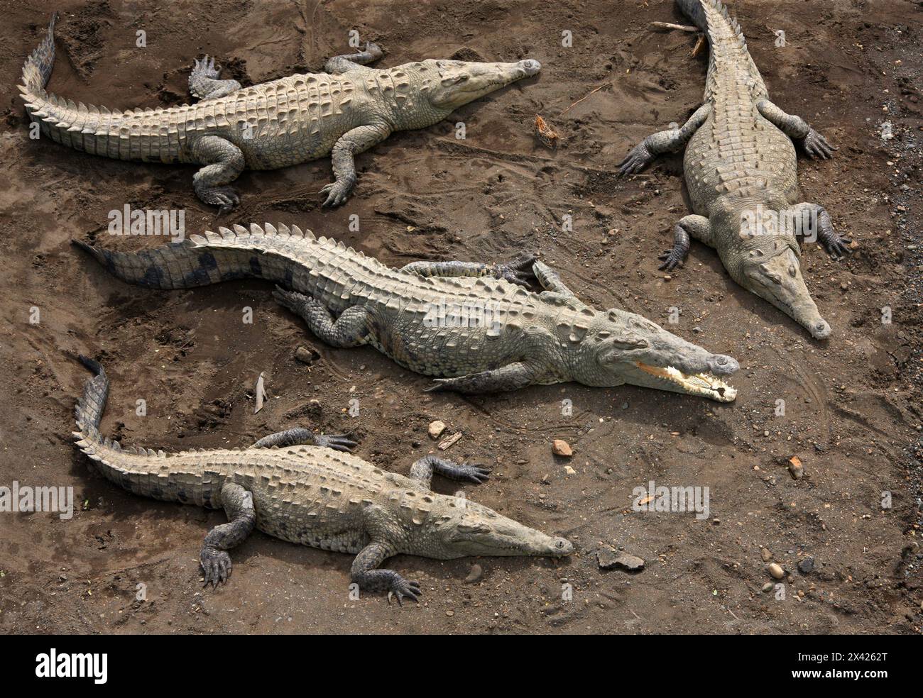 American crocodile, Crocodylus acutus, Crocodylidae, Crocodilia, Reptilia. Crocodiles on a sand bank below the Tarcoles river bridge, Manuel Antonio, Stock Photo