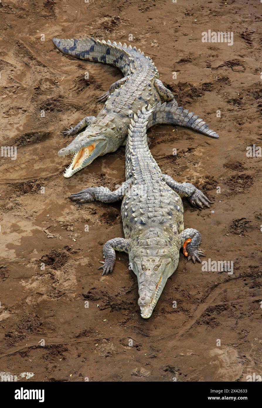 American crocodile, Crocodylus acutus, Crocodylidae, Crocodilia, Reptilia. Crocodiles on a sand bank below the Tarcoles river bridge, Manuel Antonio, Stock Photo