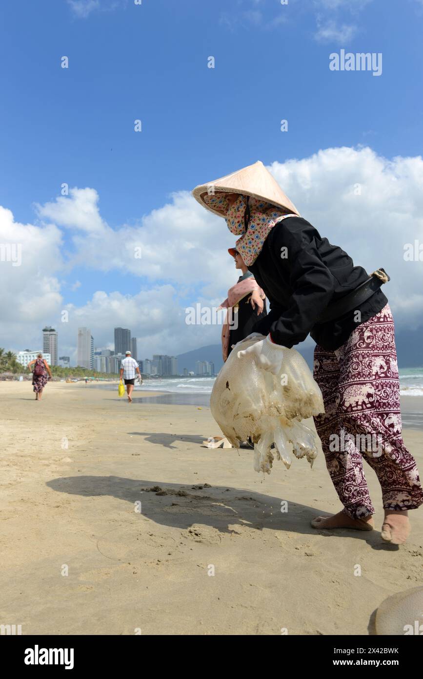 A Vietnamese woman taking out a large Jellyfish that was washed on the beach in Da Nang, Vietnam. Stock Photo