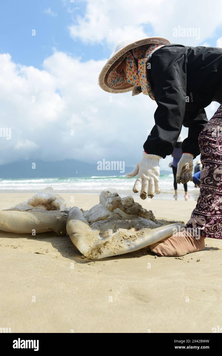 A Vietnamese woman taking out a large Jellyfish that was washed on the beach in Da Nang, Vietnam. Stock Photo