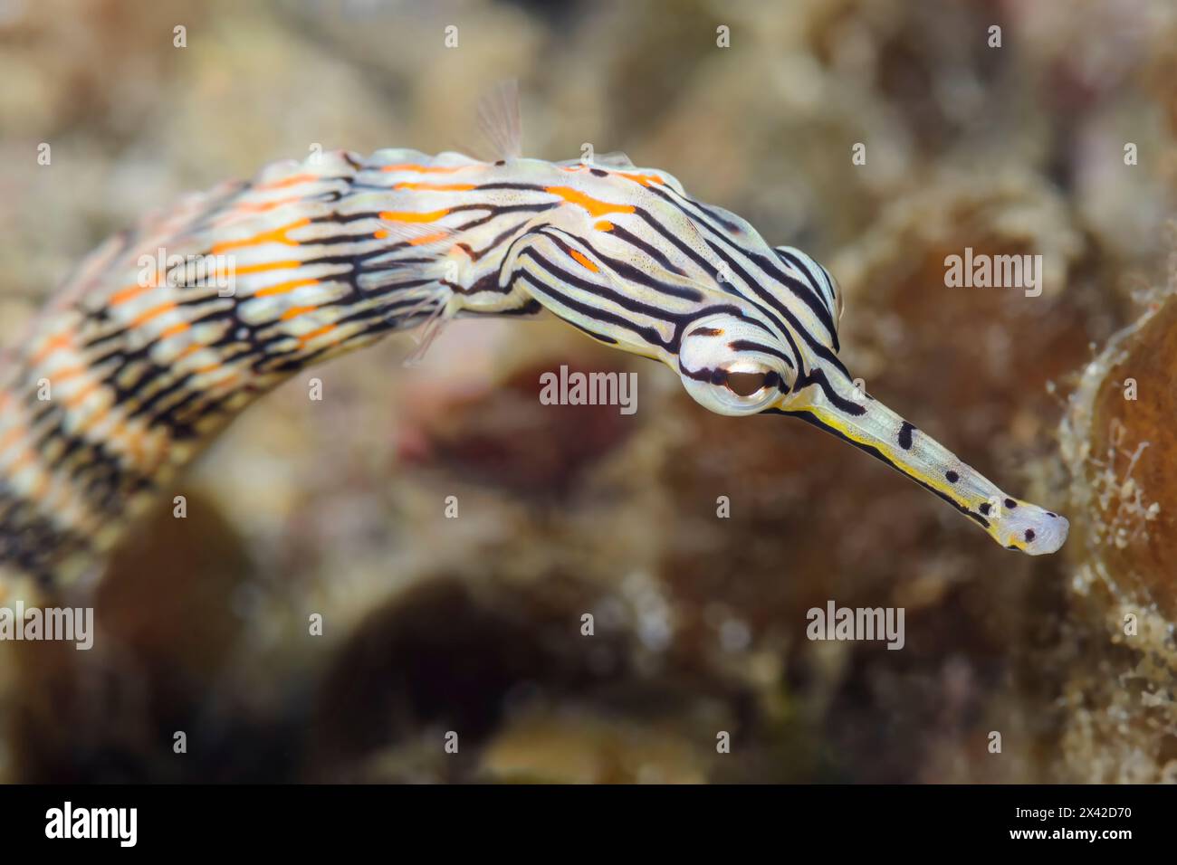 Network pipefish, Corythoichthys flavofasciatus, Lembeh Strait, North Sulawesi, Indonesia Stock Photo