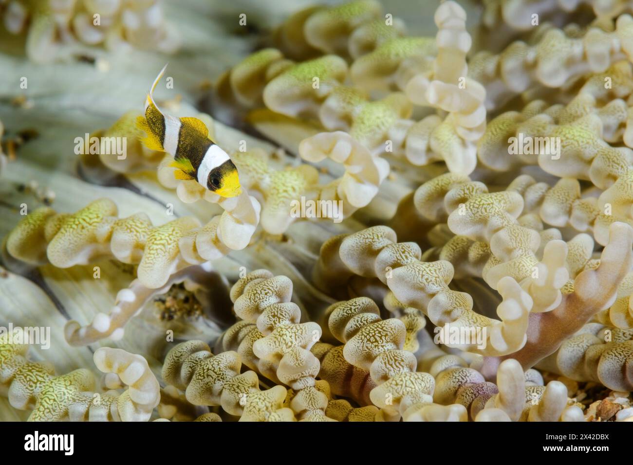 A very tiny juvenile Clark's anemonefish , Amphiprion clarkii, on the sea anemone Heteractis aurora, Lembeh Strait, North Sulawesi, Indonesia Stock Photo