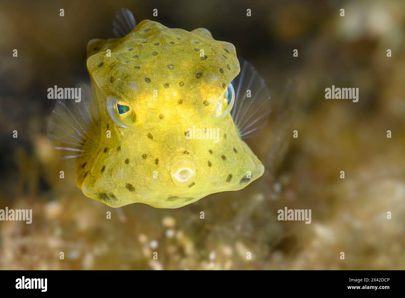 Juvenile yellow boxfish - Ostracion cubicus, Lembeh Strait, North Sulawesi, Indonesia Stock Photo