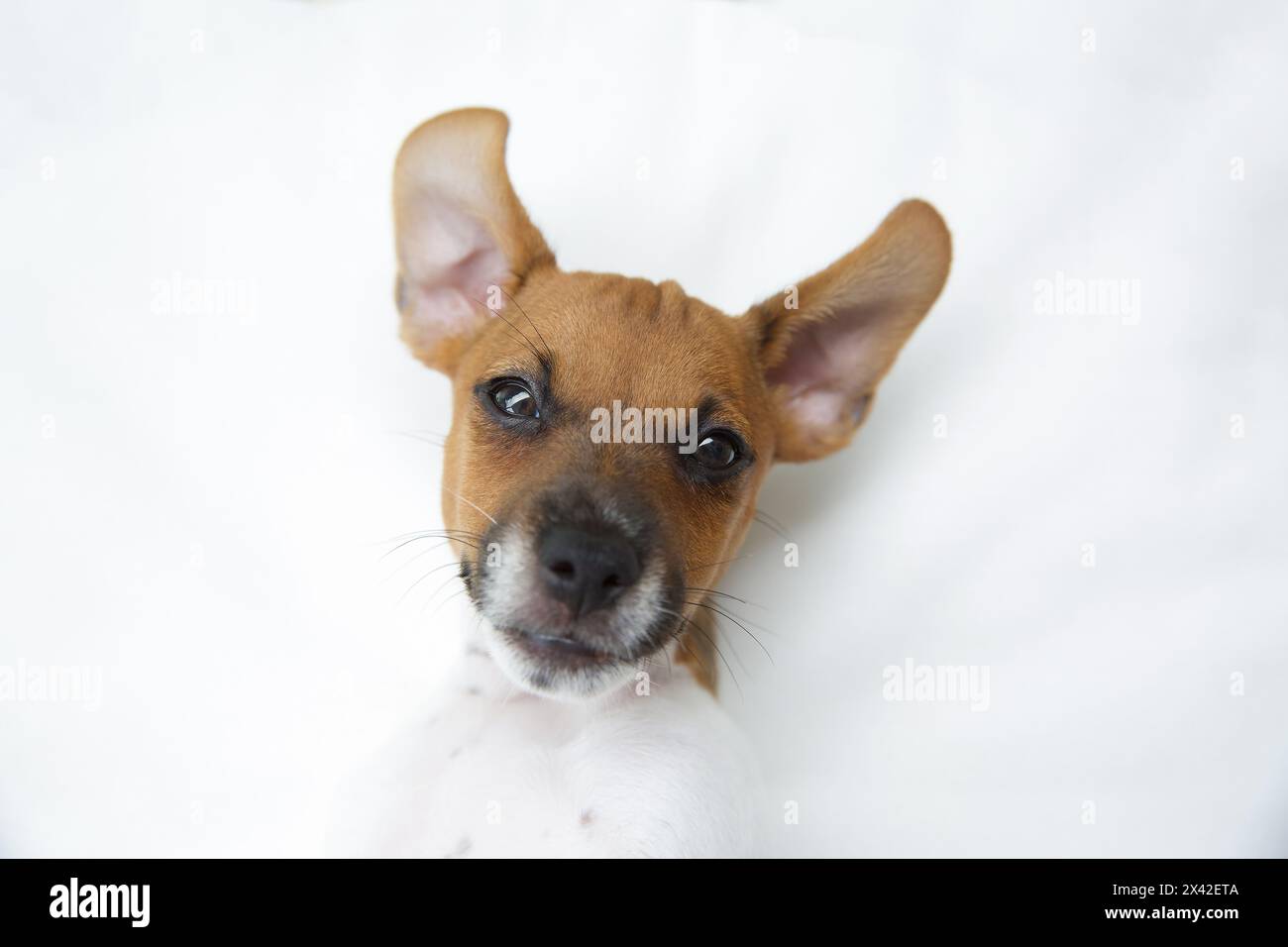 Jack Russell Terrier Puppy 2 months old close up head Stock Photo