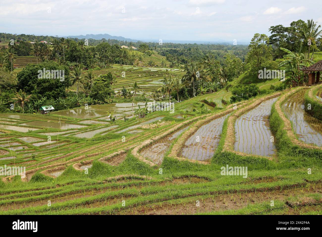 The valley with rice terraces - Jatiluwih Rice terraces, Bali, Indonesia Stock Photo