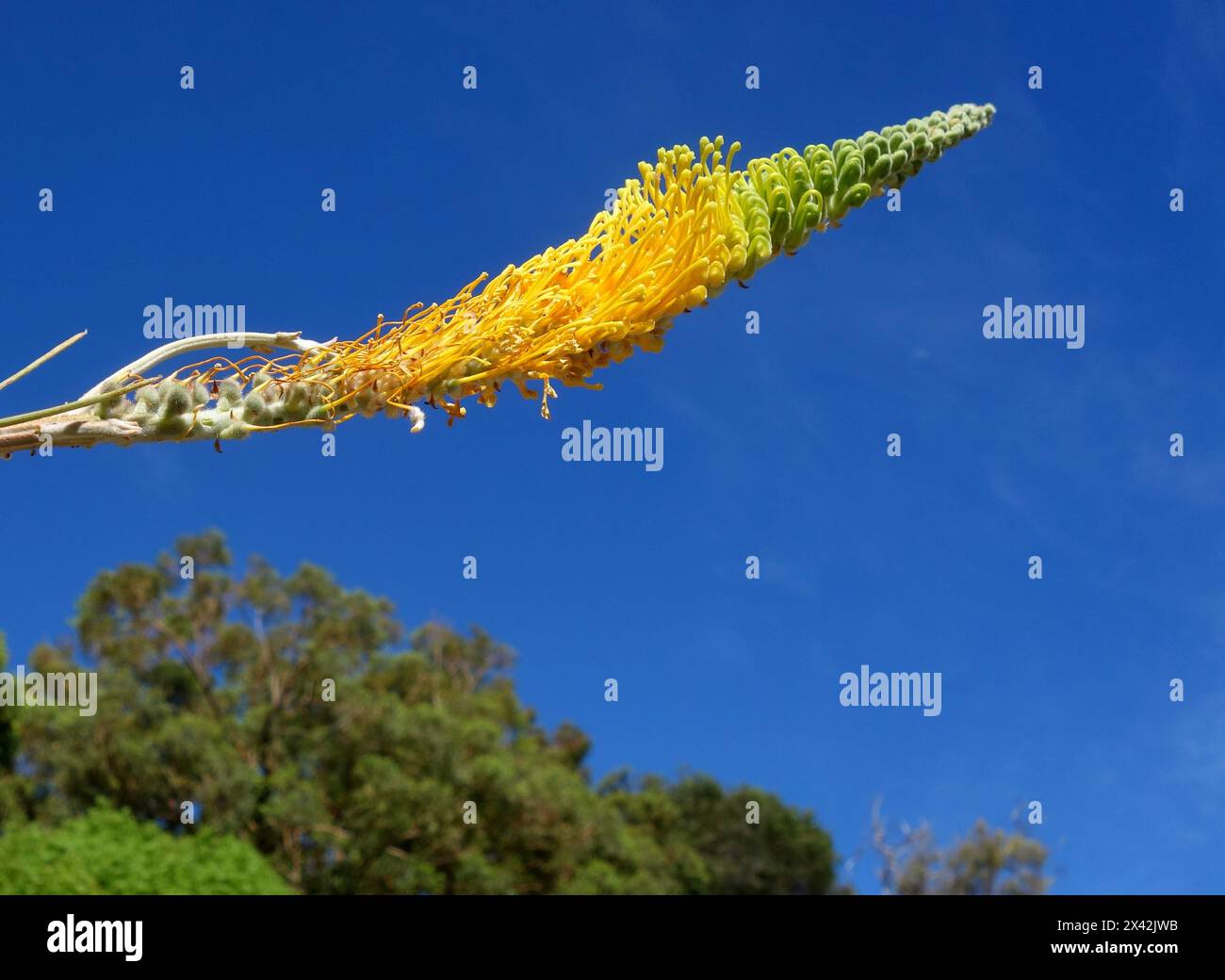 Yellow flower of flame Grevillea (Grevillea eristachya), Kings Park Botanic Garden, Perth, Western Australia Stock Photo
