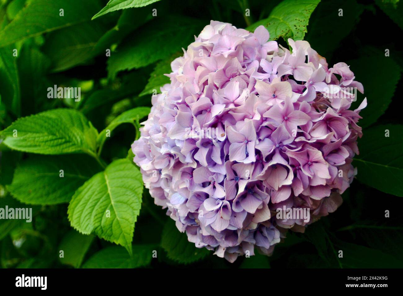 Beautiful upclose flower pictures that would