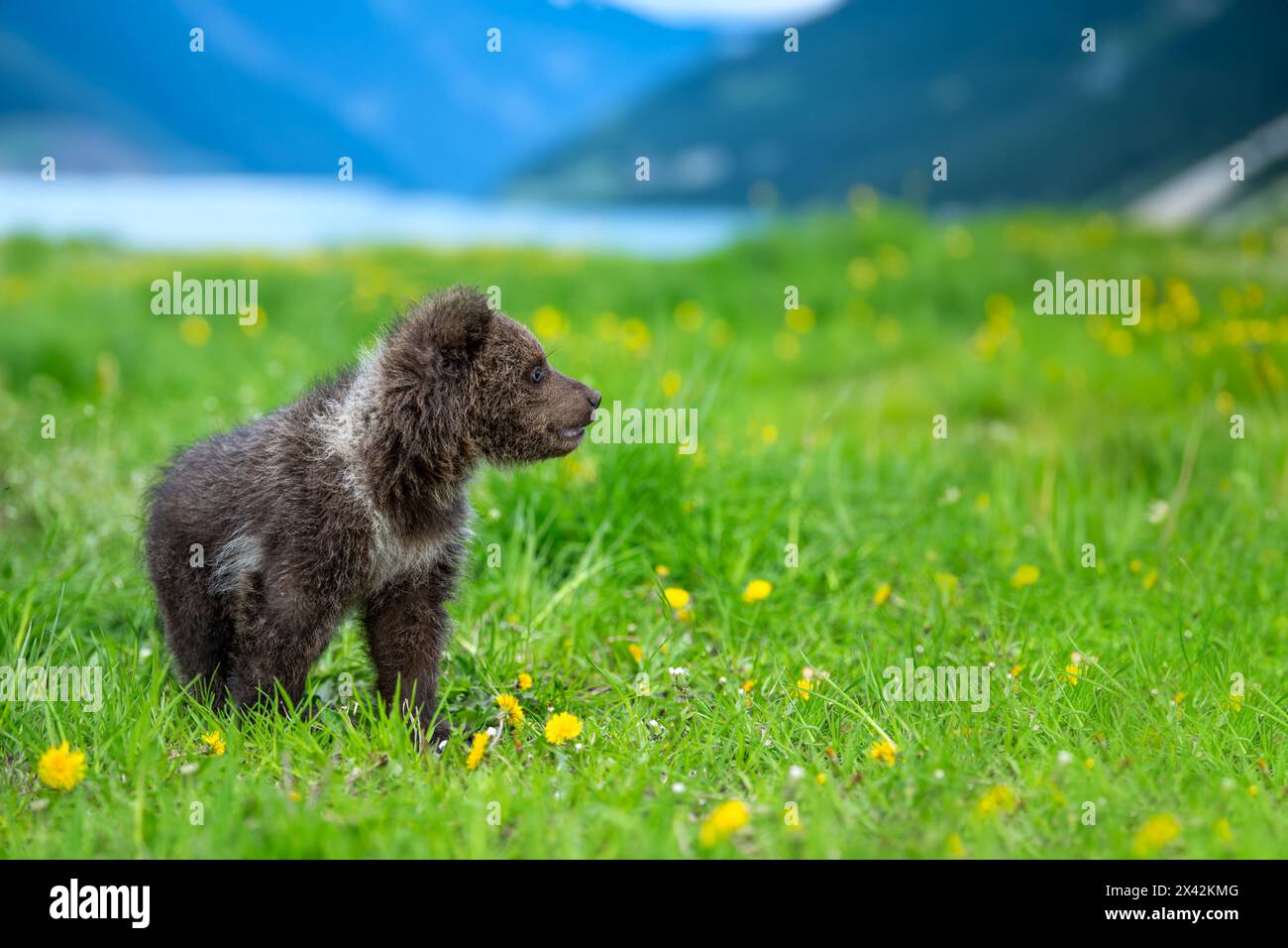 Brown bear cub on the summer meadow. Ursus arctos in grass with yellow ...