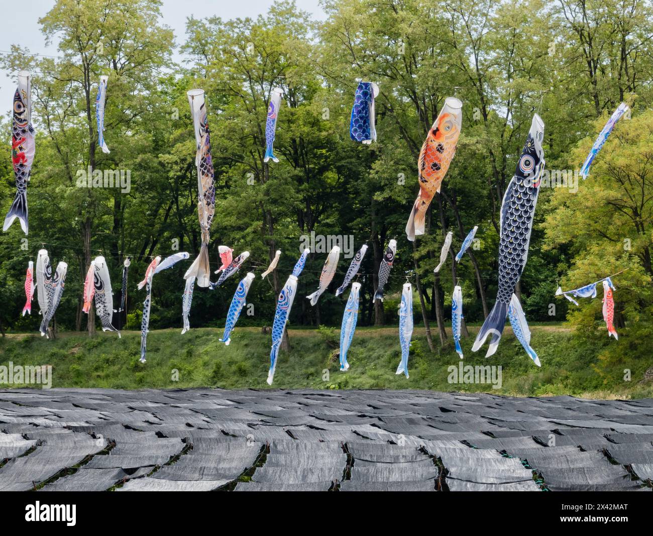 Rows of Wasabi plants growing in a flowing stream at a Wasabi farm in Azumino City, Nagano prefecture. Stock Photo