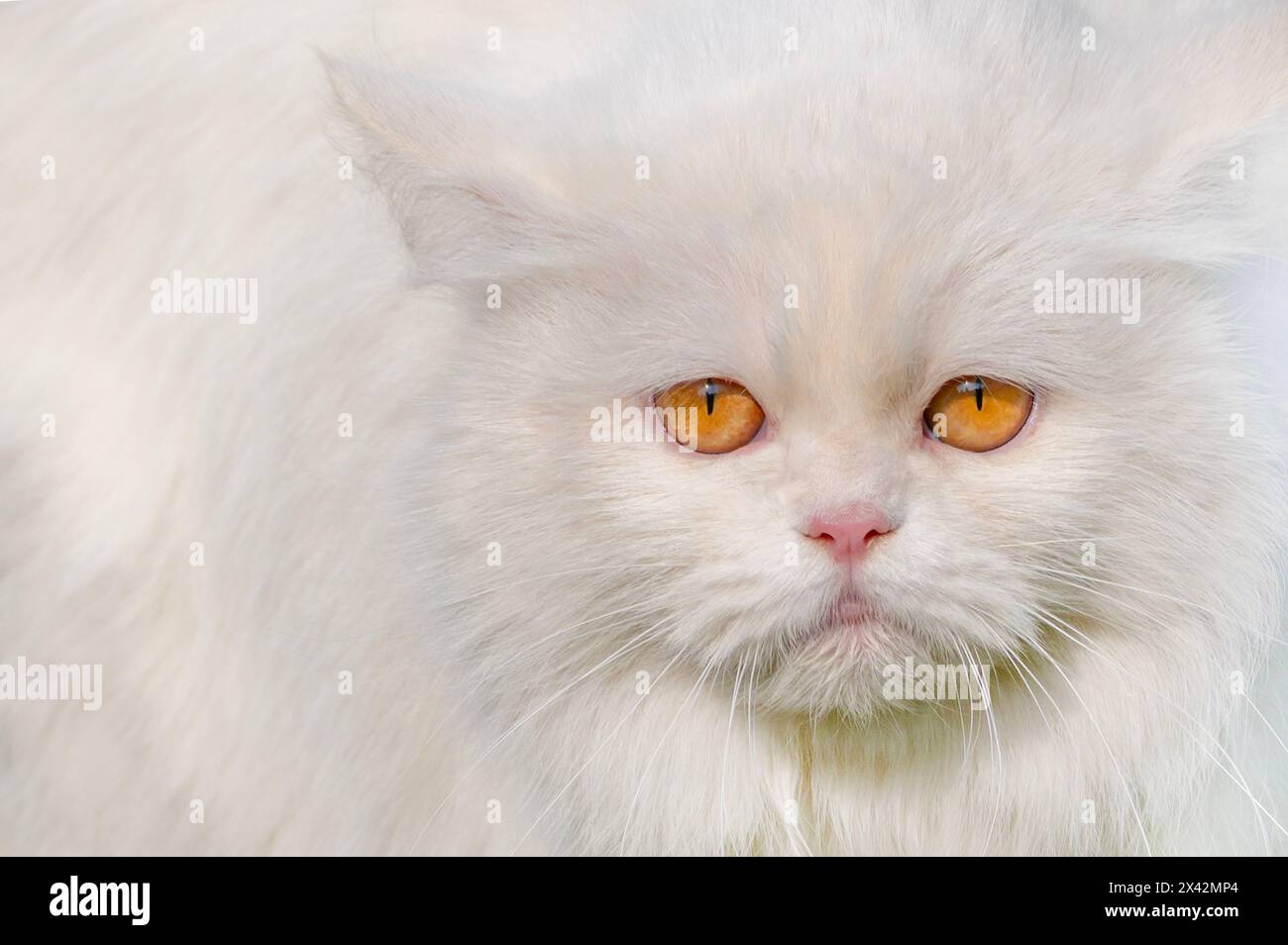 Cat looking from fluffy hi-res stock photography and images - Alamy