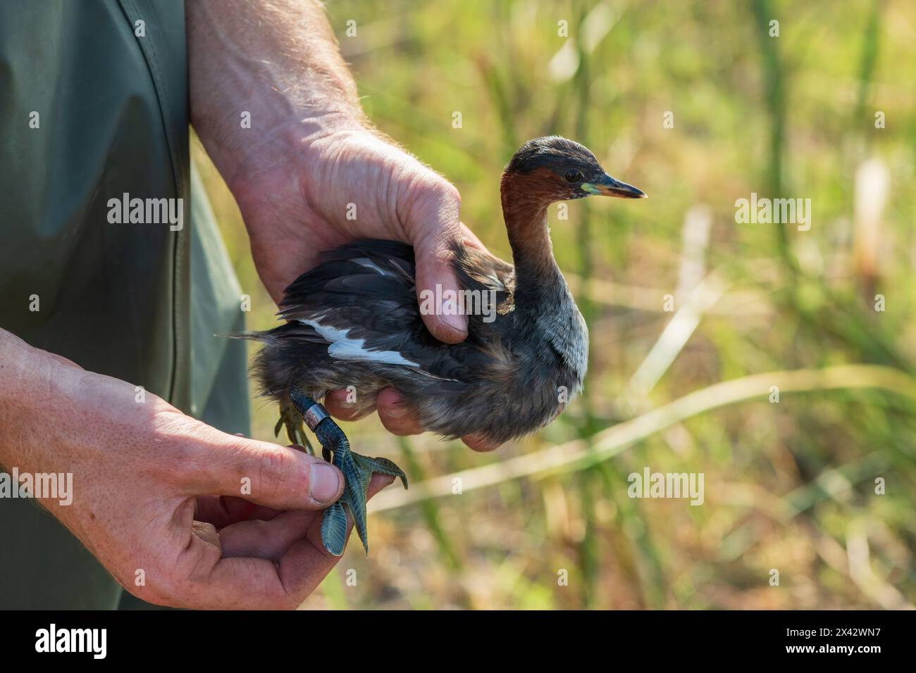 A cute little grebe (Tachybaptus ruficollis) being ringed for research on water birds Stock Photo