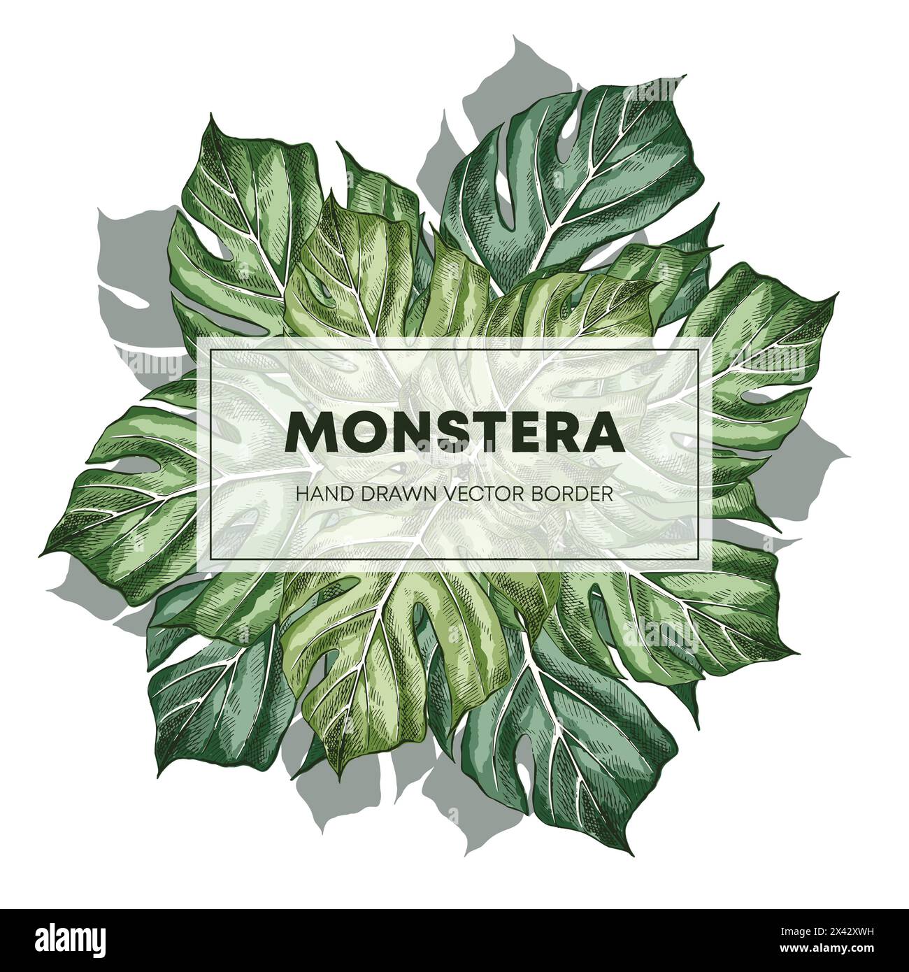 Monstera design hand drawn poster template. Swiss cheese plant leaves with copyspace. Sketch philodendron border, frame for text. Houseplant sketch dr Stock Vector