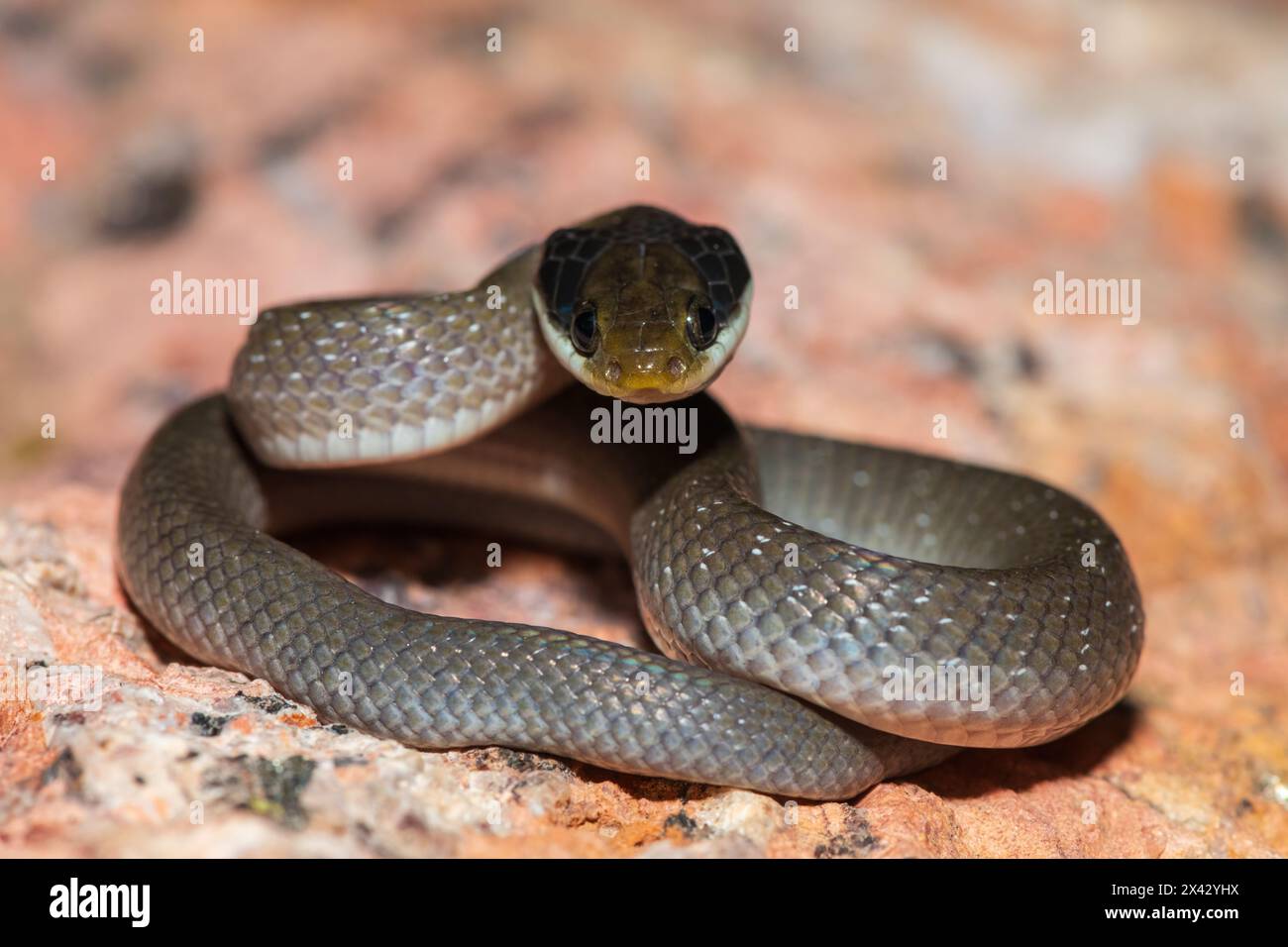 Defensive creature hi-res stock photography and images - Alamy