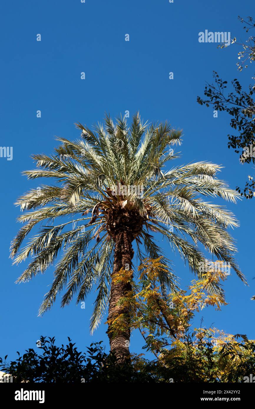 Beautiful palm tree on the blue background Stock Photo