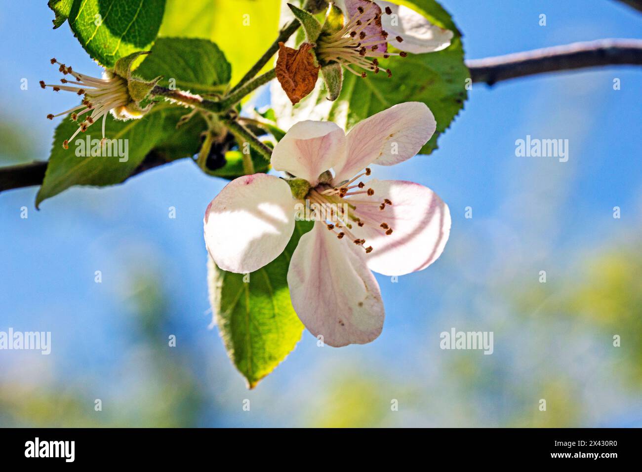 blossoming apple tree. Garden pests and diseases Stock Photo - Alamy