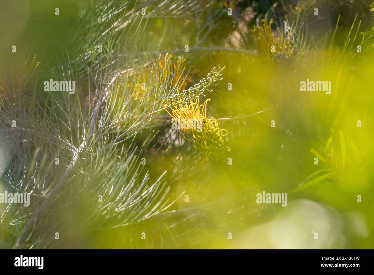 Grevillea 'Golden Lyre flower with out of focus surrounding flowers, Perth Hills, Western Australia. Stock Photo