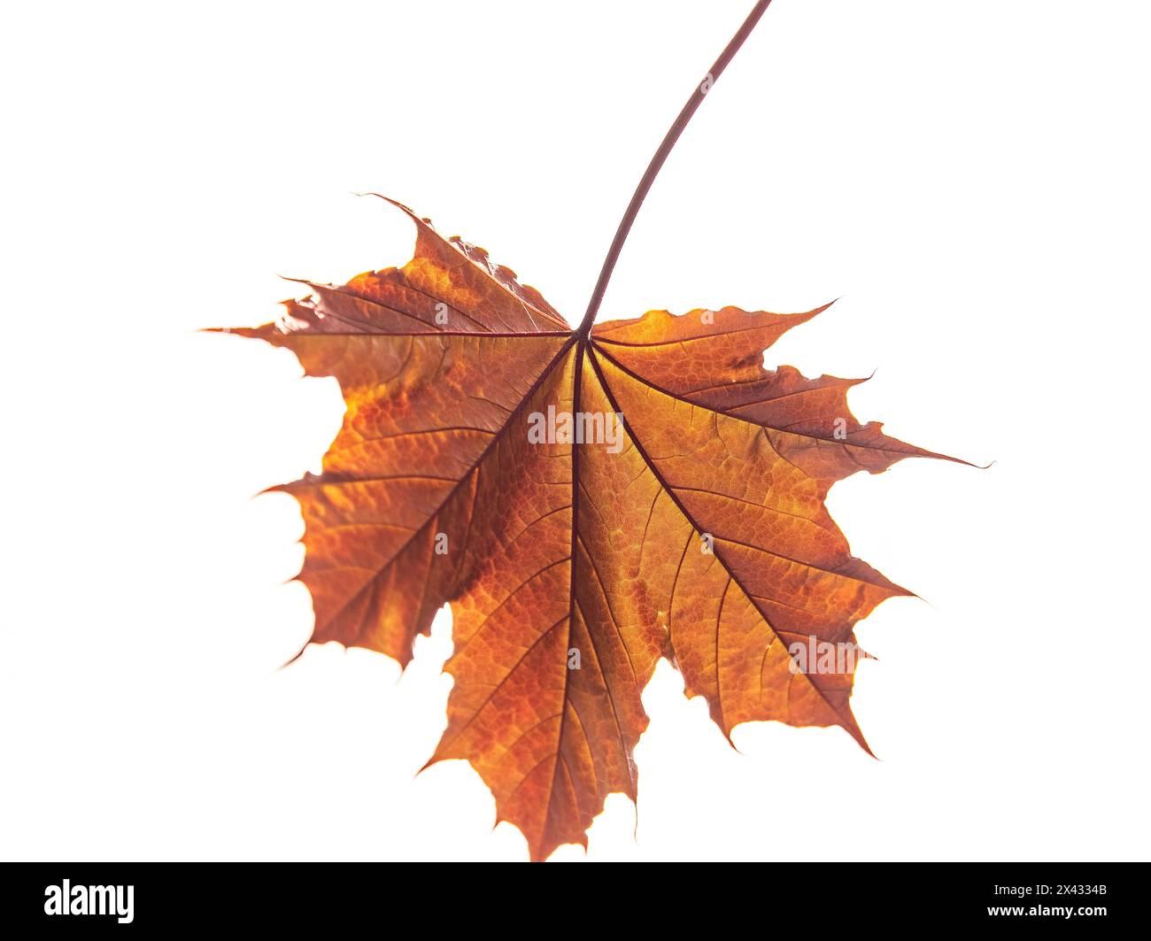 Tree branch with dark red leaves, Acer platanoides, the Norway maple Crimson King. Red Maple acutifoliate Crimson King, young plant with green backgro Stock Photo
