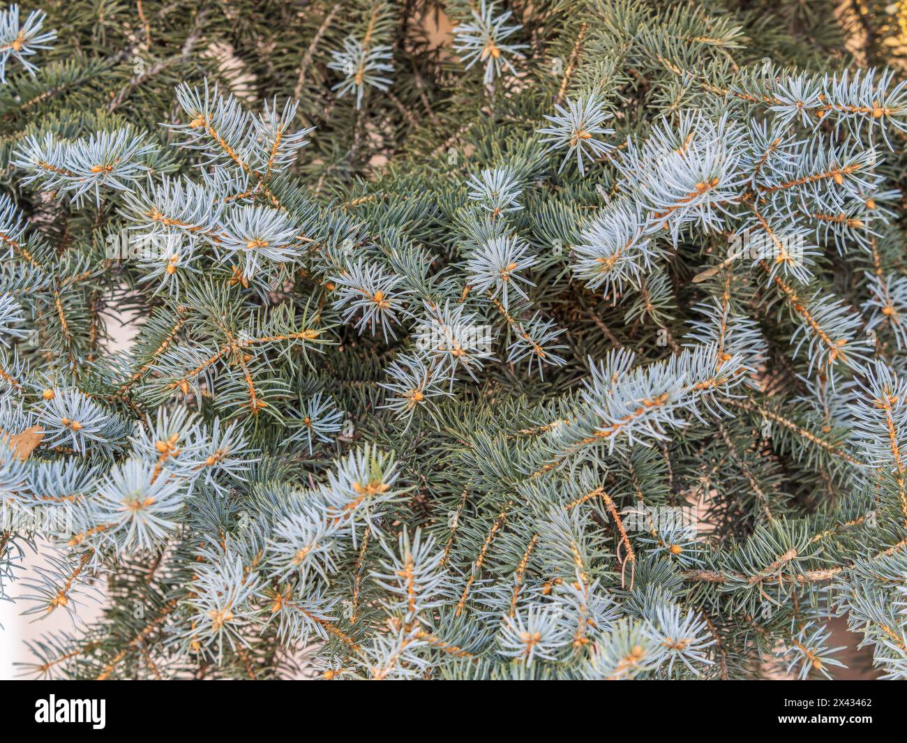Branches of blue spruce with needles in the sunset light. Fir branch in the rays of the sun. The blue spruce, Colorado spruce, or Colorado blue spruce Stock Photo