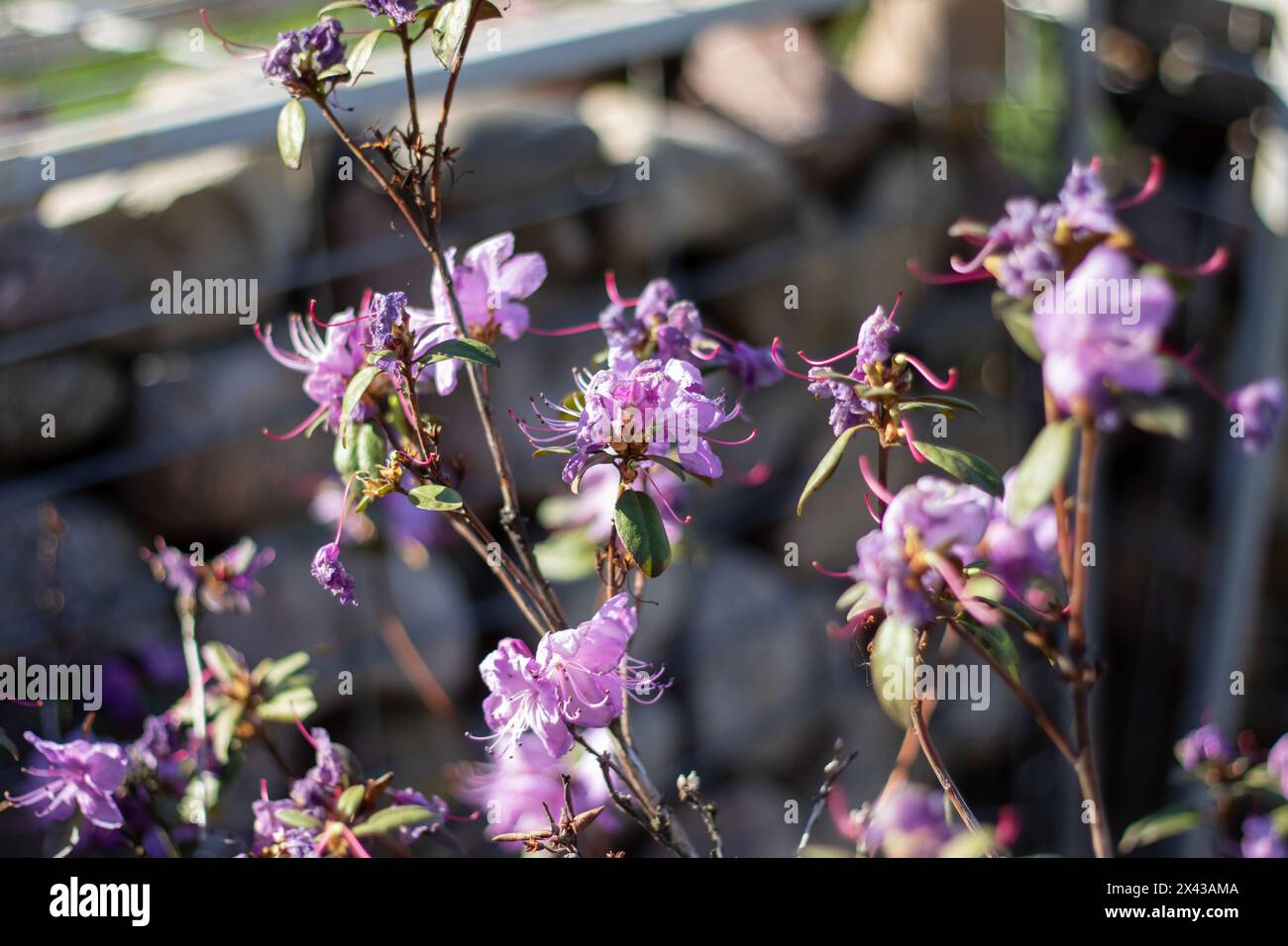 A beautiful display of purple flowers decorates a flowering shrub in ...