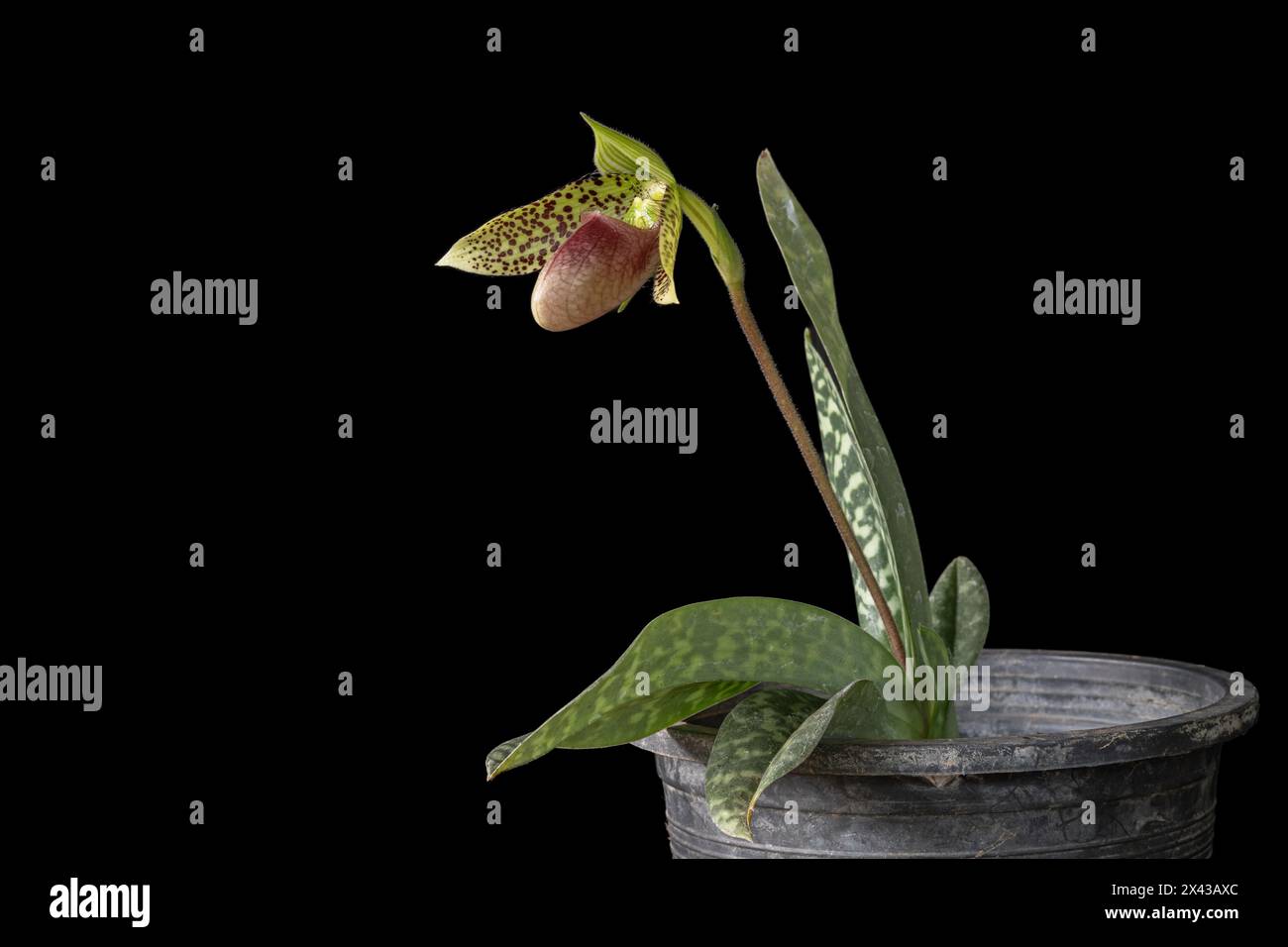 Closeup view of blooming lady slipper orchid species paphiopedilum sukhakulii with purple red and green flower isolated on black background Stock Photo