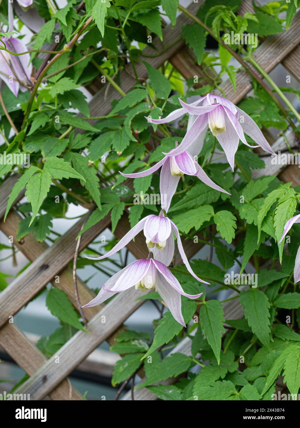 The early flowering climber Clematis alpina 'Willy' with its delicate pale pink flowers growing on a trellis. Stock Photo