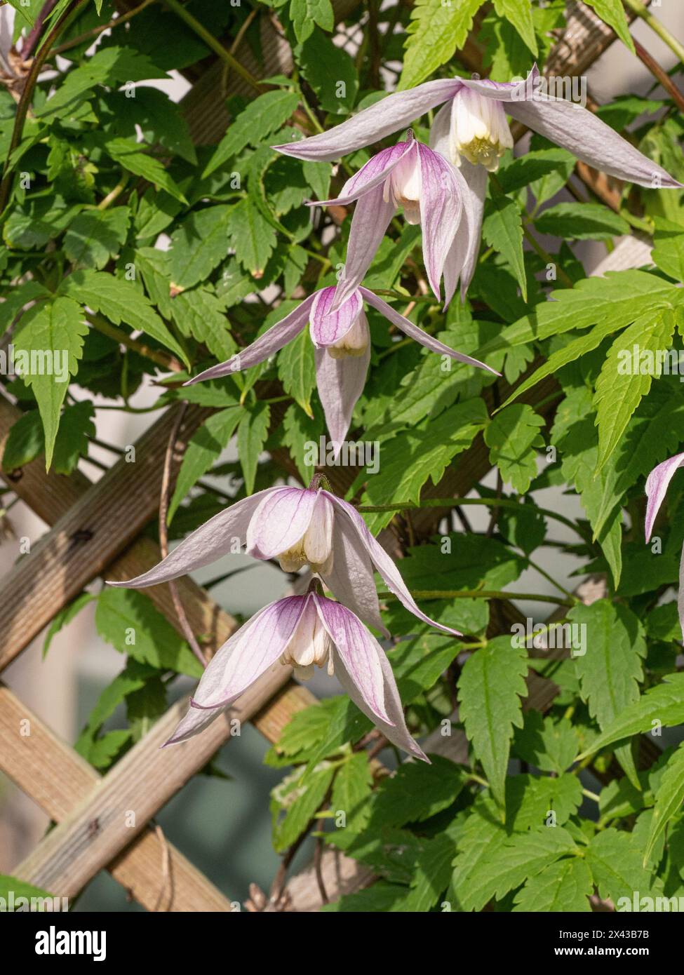 The early flowering climber Clematis alpina 'Willy' with its delicate pale pink flowers growing on a trellis. Stock Photo