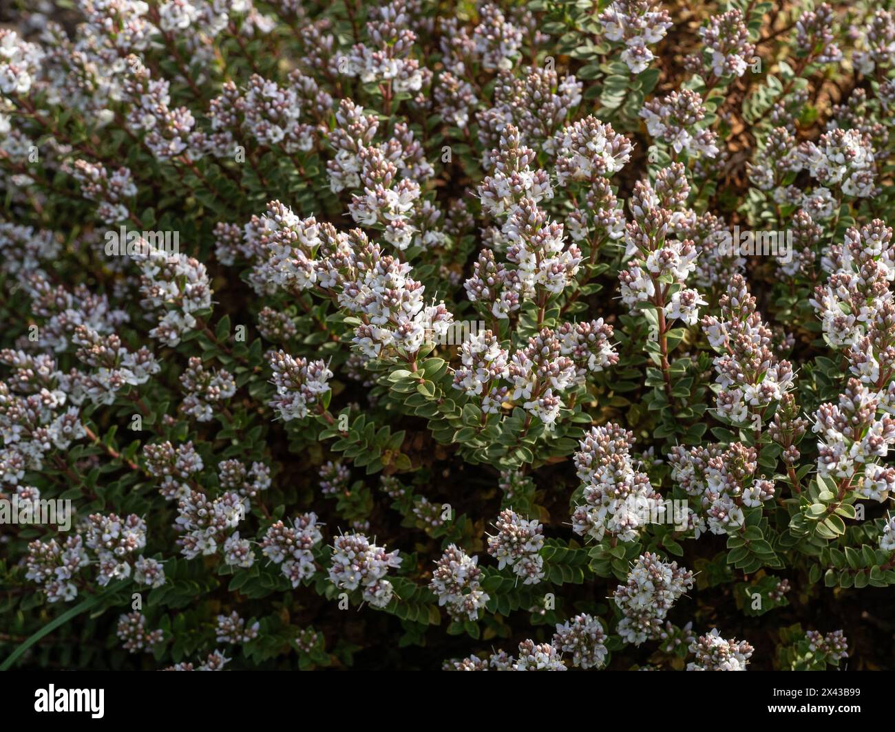 The dwarf hebe Hebe 'Baby' covered in small delicate very pale pink flowers Stock Photo