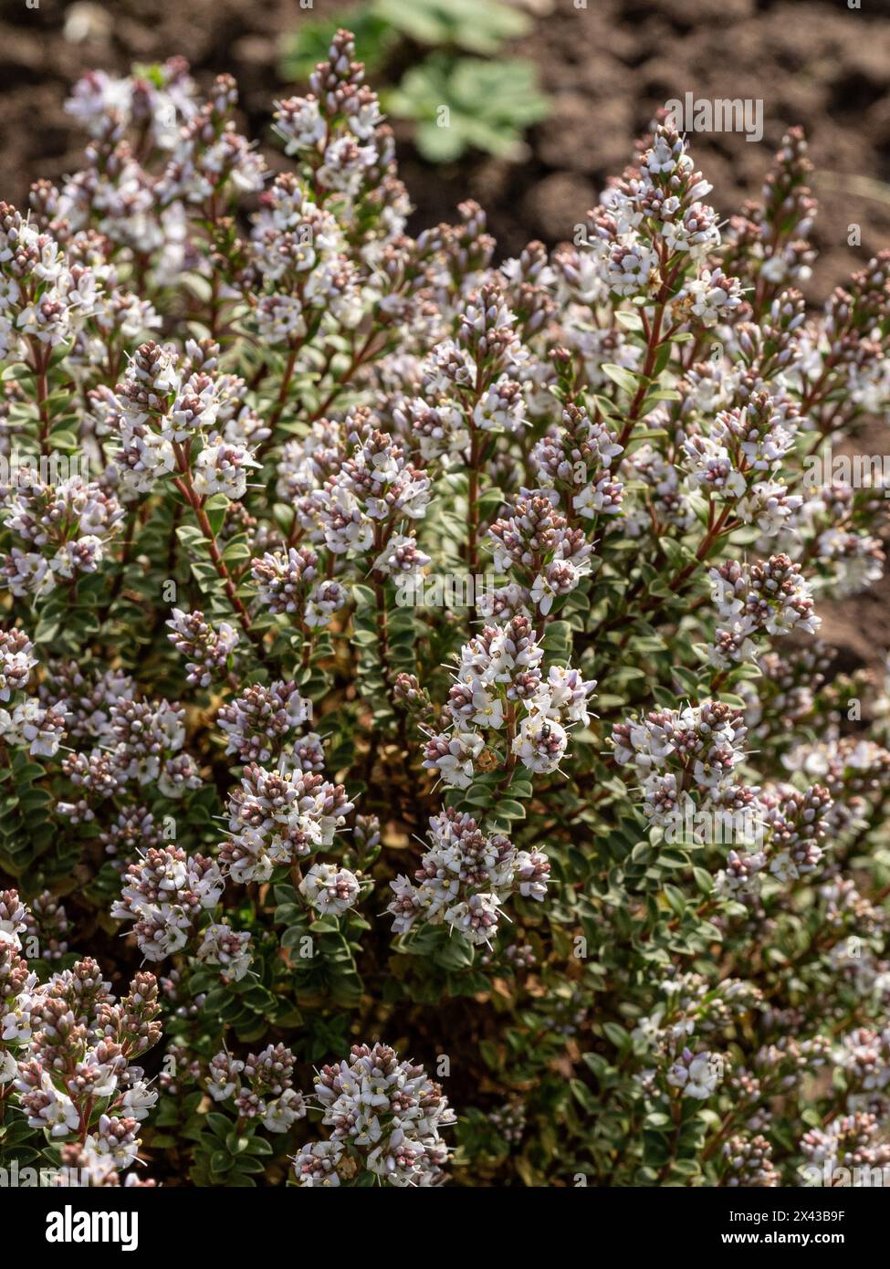 The dwarf hebe Hebe 'Baby' covered in small delicate very pale pink flowers Stock Photo