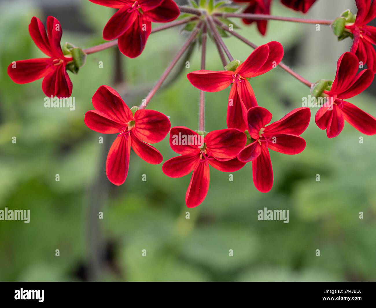 A close up of the bright red flowers of Pelargonium x Ardens Stock Photo