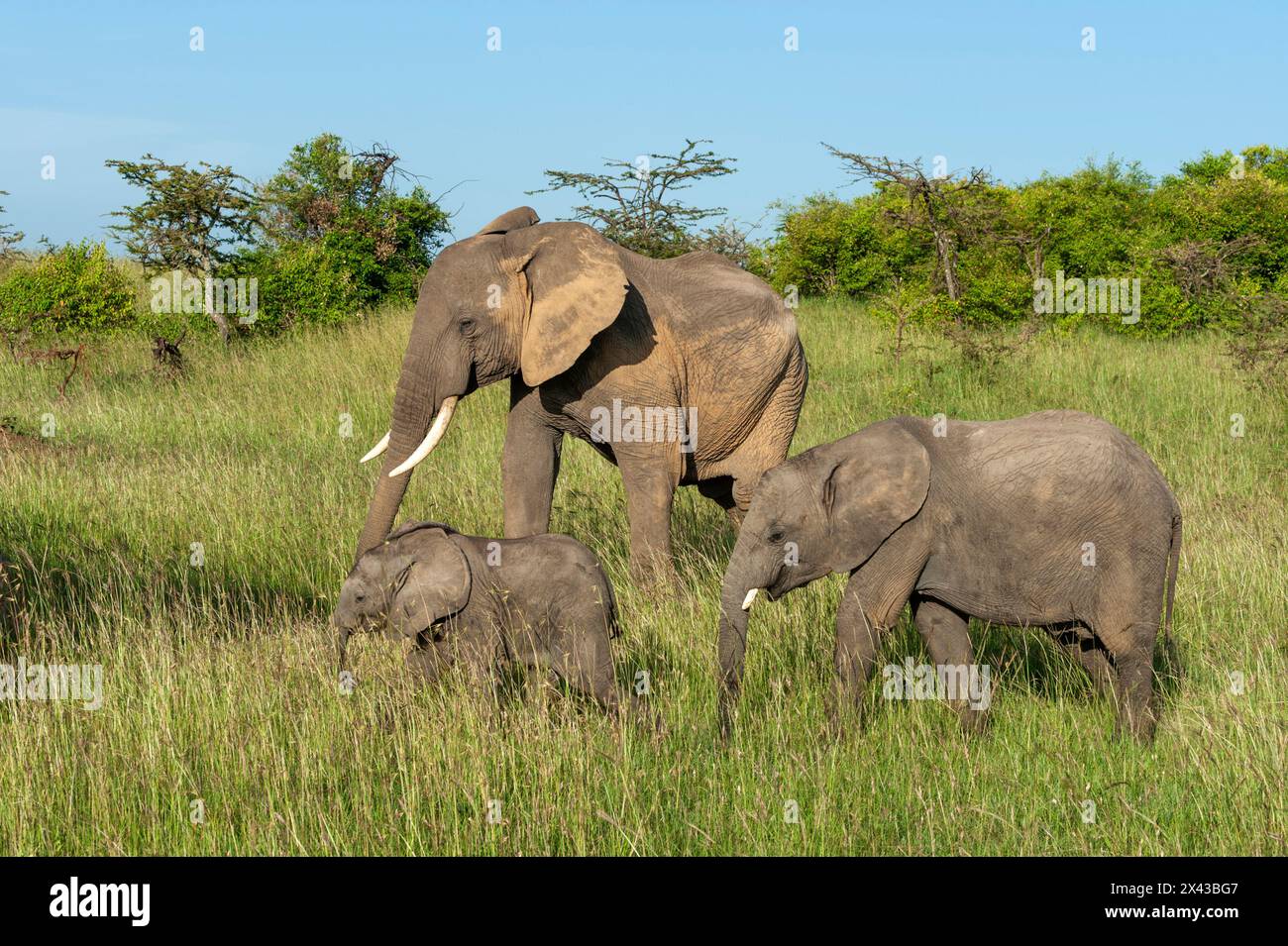 Kenya, masai mara, elephant with calf hi-res stock photography and ...