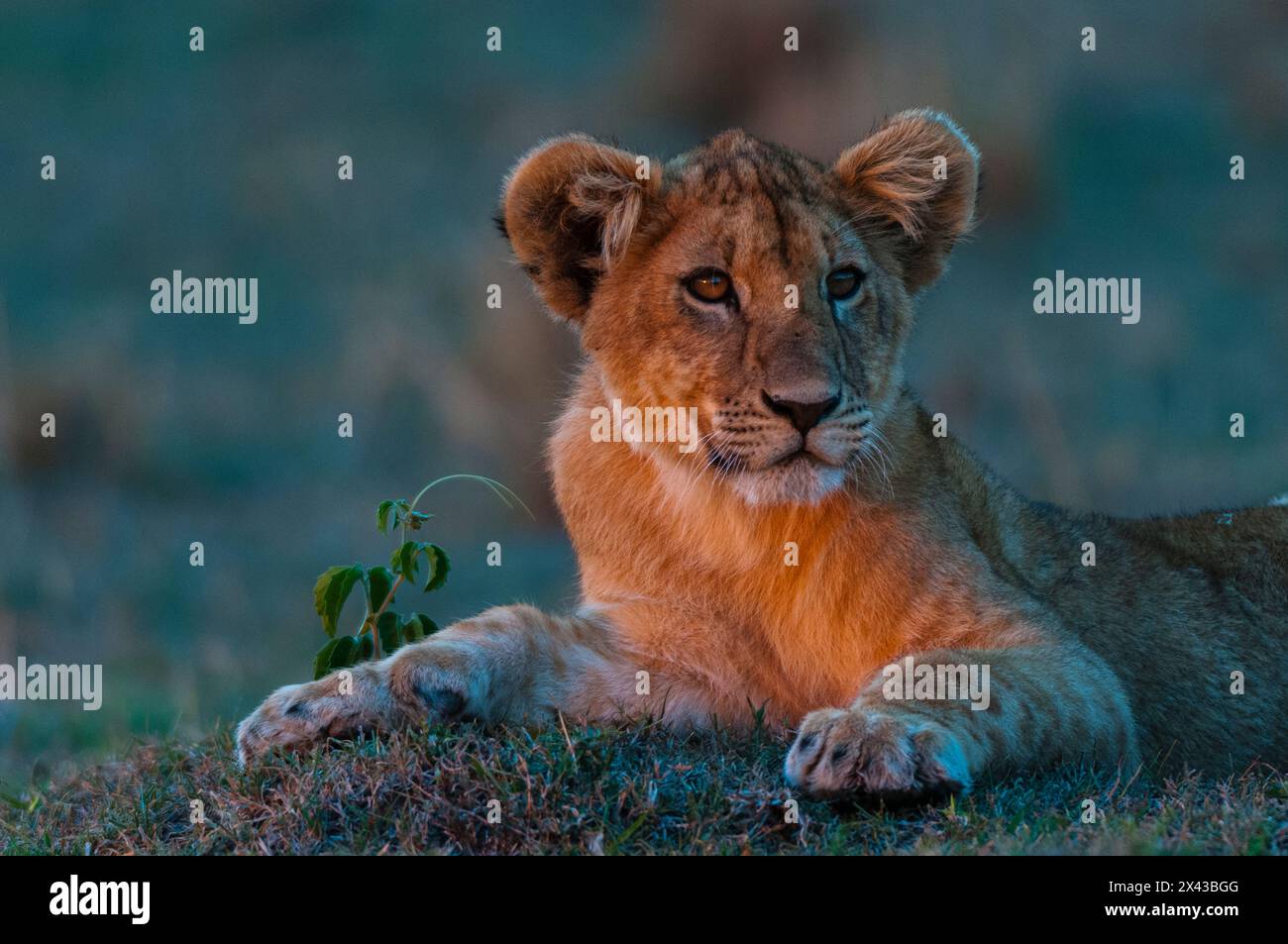 Portrait of a lion cub, Panthera leo, resting at sunset. Masai Mara ...