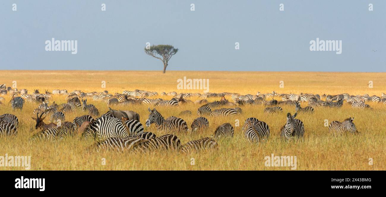 Herd of Plains zebras, Equus quagga, grazing in the grass at Masai Mara National Reserve, Kenya, Africa. Stock Photo