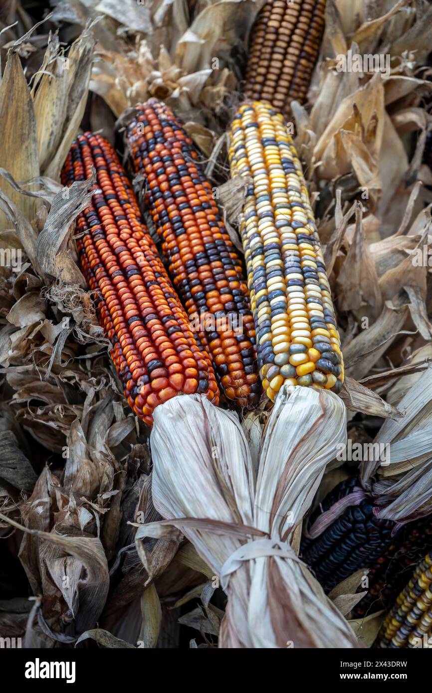 Several ears of multicolor corn are lashed together and used in ornamental seasonal displays for the Fall. Stock Photo