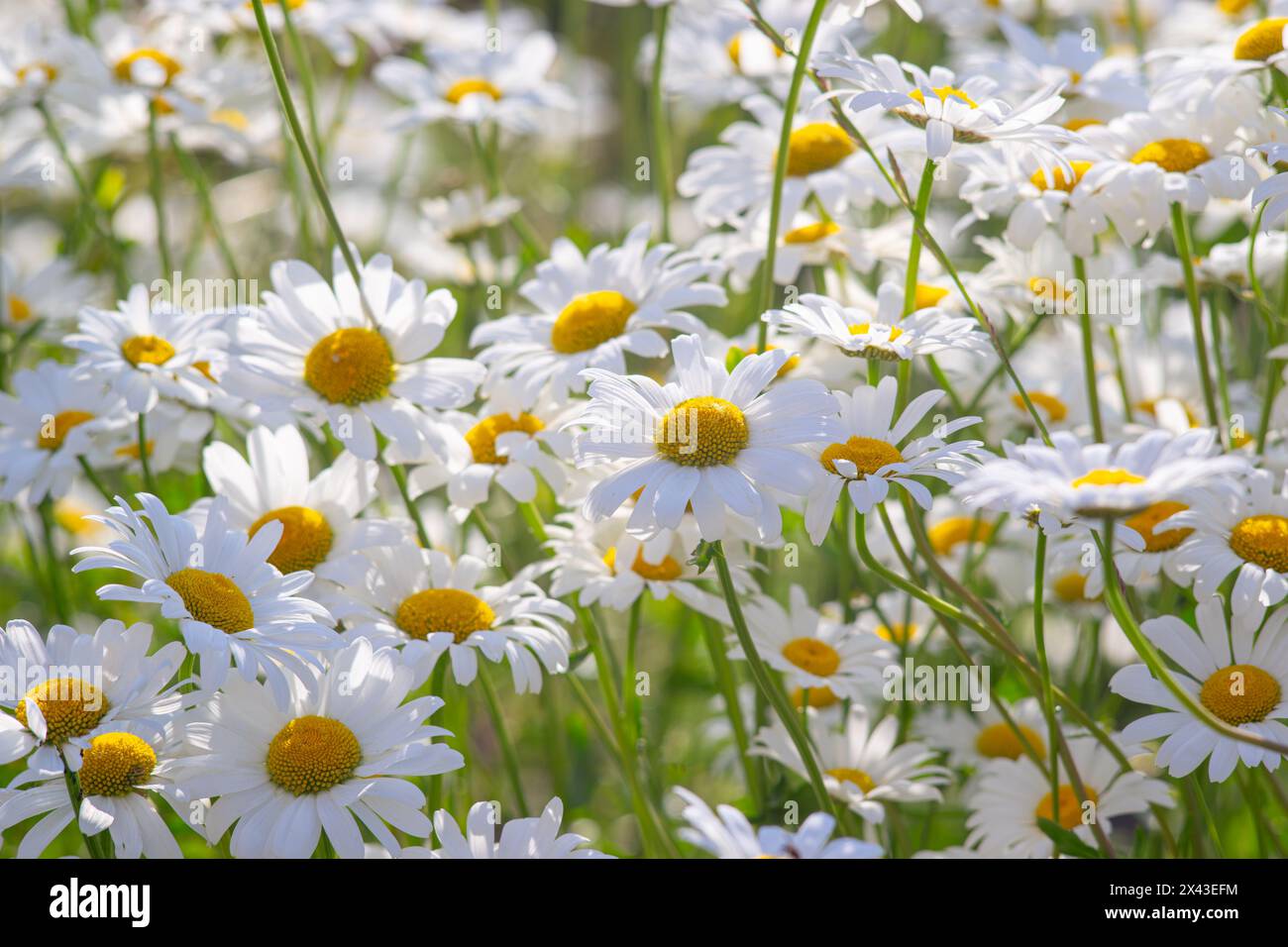 Wild chamomile flowers growing on meadow, lawn, white camomiles, daisy on green grass background. Oxeye daisy, Leucanthemum vulgare, Daisies, Common d Stock Photo