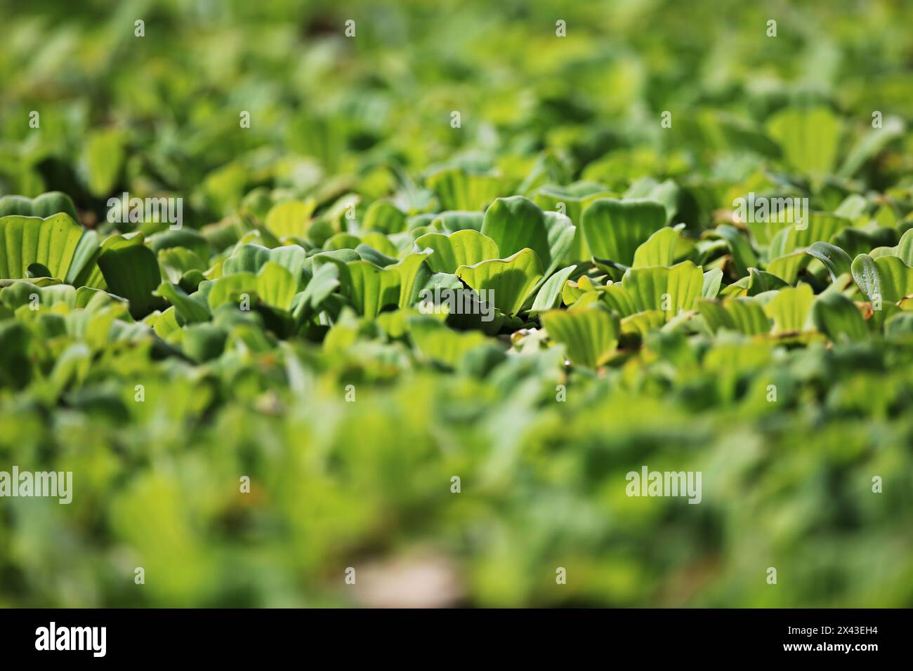 Water lettuce or Aquatic Plant a tropical floating plant, Water lettuce, or Pistia stratiotes Linnaeus water drops from rain Stock Photo