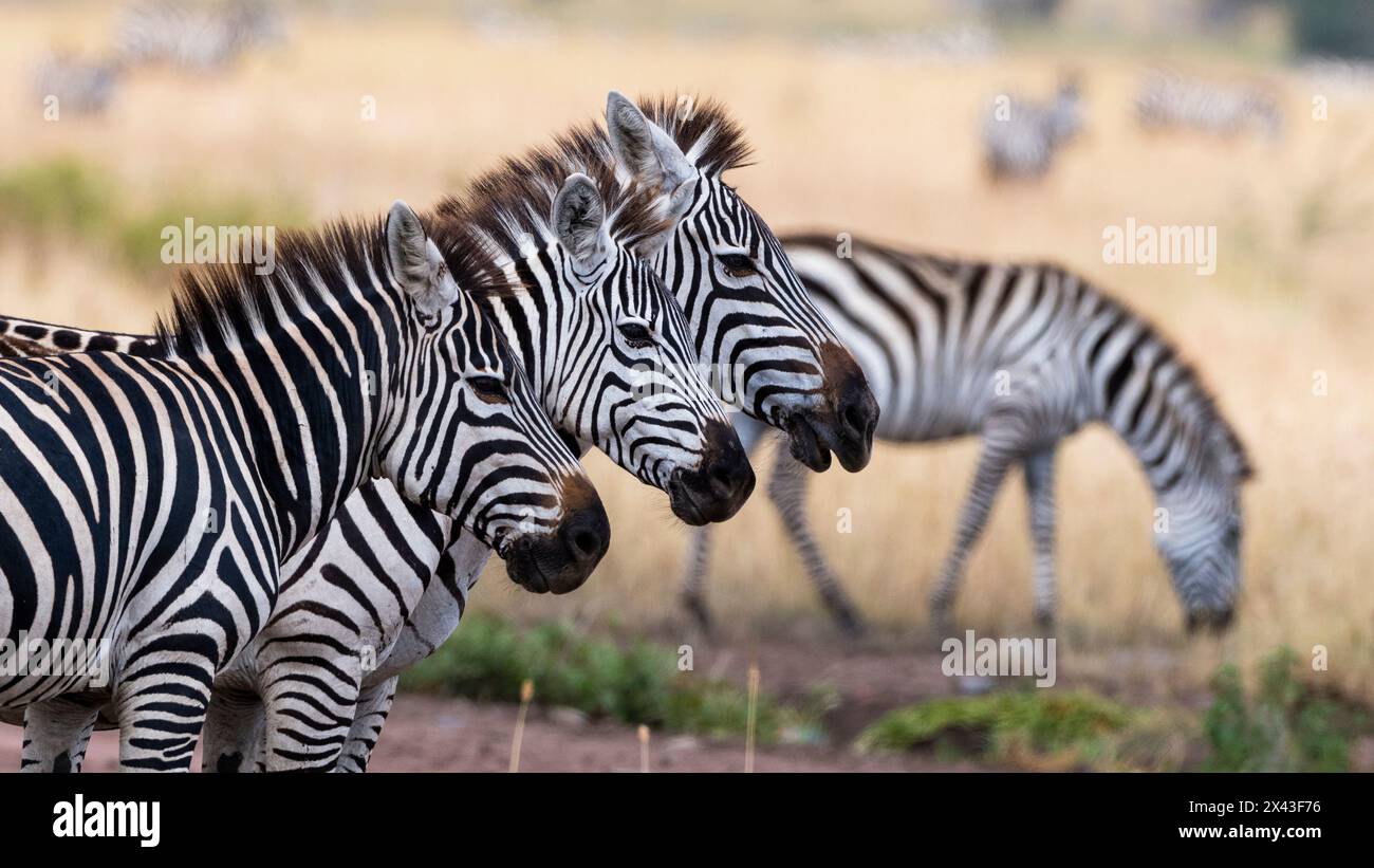 Three zebras in serengeti hi-res stock photography and images - Alamy