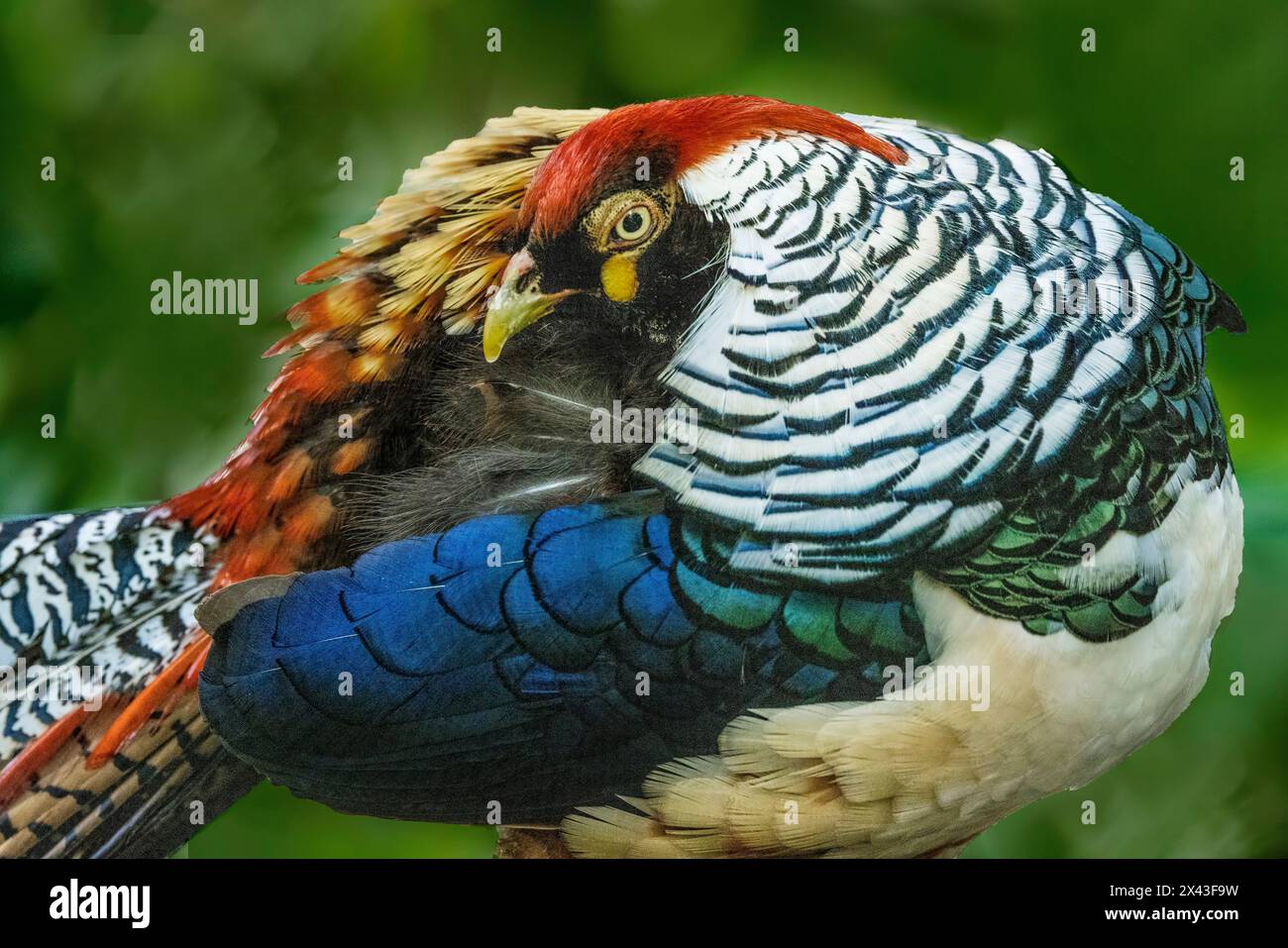 China. Close-up of Lady Amherst's pheasant. Stock Photo