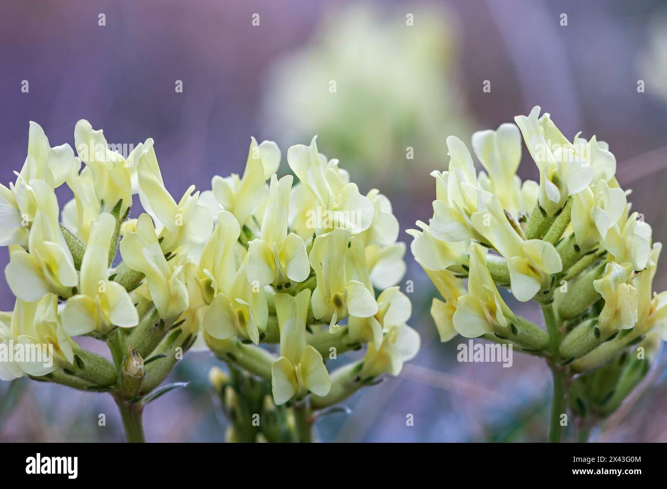 Canada, Alberta, Jasper National Park. Yellow locoweed flowers close-up. Stock Photo