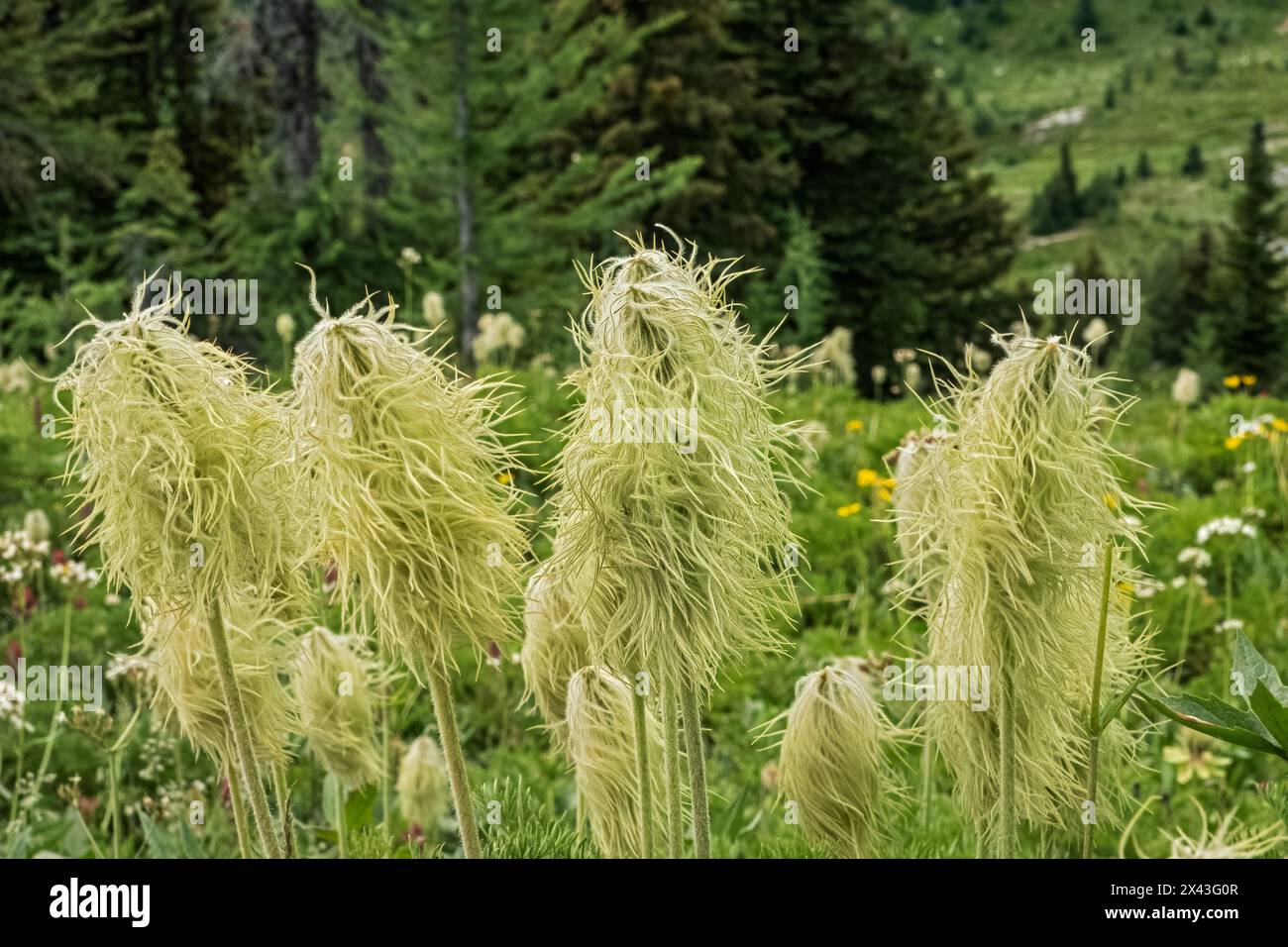 Canada, Alberta, Banff National Park. Seedheads of white pasqueflowers in Sunshine Meadows. Stock Photo