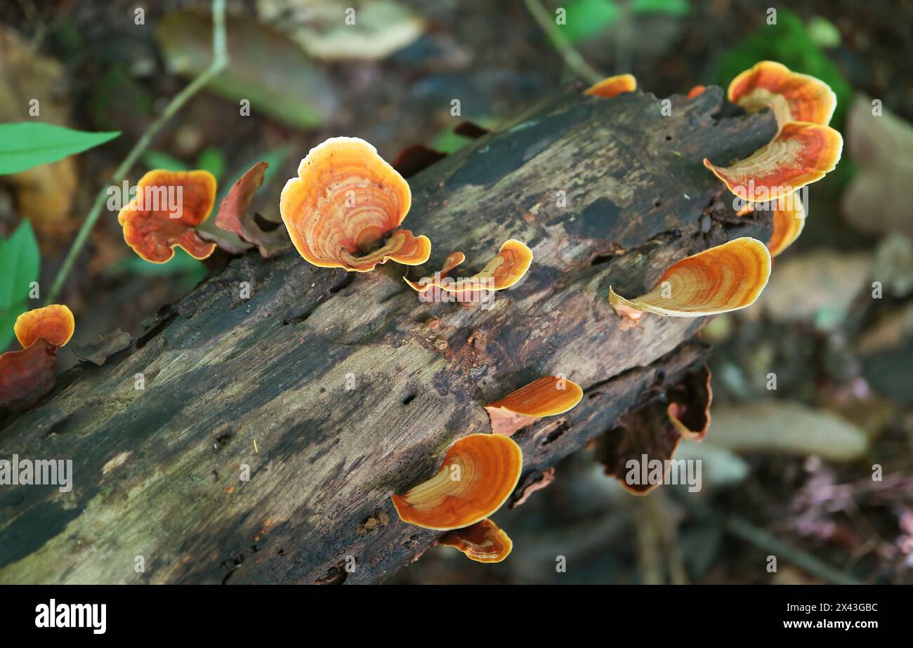 Group of Pycnoporus Sanguineus Wild Mushrooms Growing on a Decayed Log Stock Photo