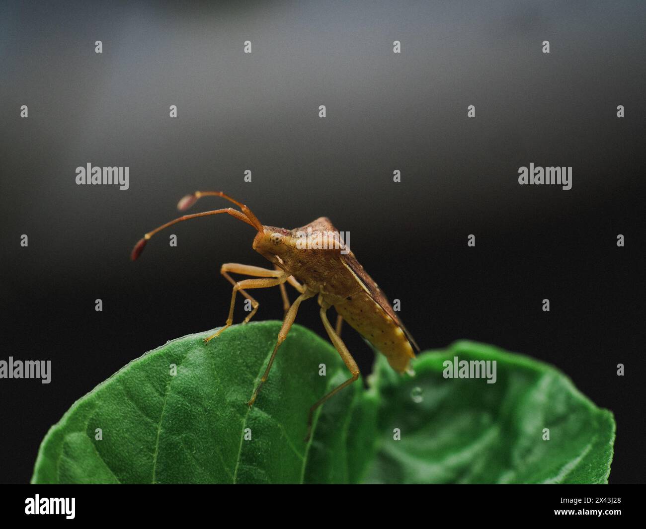 Stink bug side view hi-res stock photography and images - Alamy