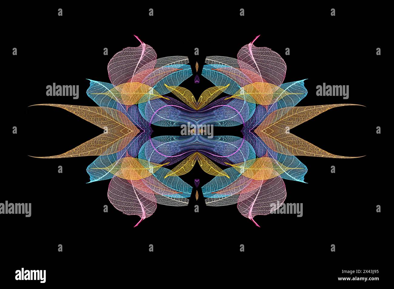 Multi-colored skeleton leaves arranged on black background Stock Photo