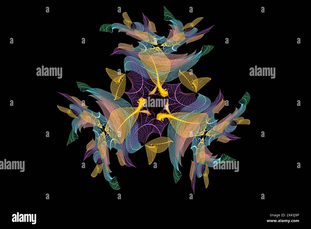 Multi-colored skeleton leaves arranged on black background Stock Photo