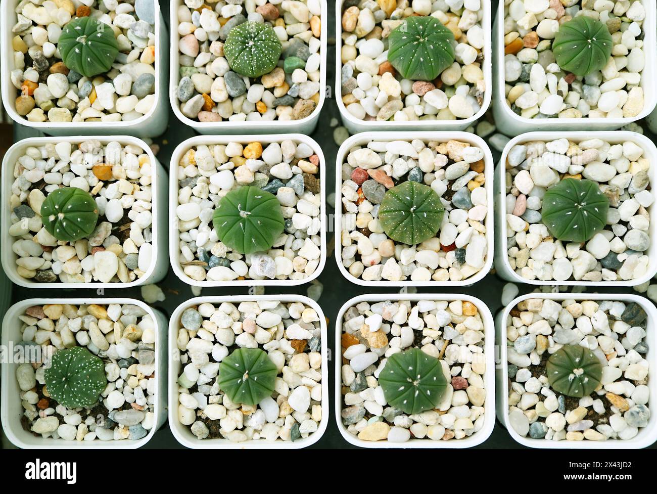 Rows of Adorable Tiny Potted Sand Dollar Cactus Plants or Astrophytum Asterias Stock Photo