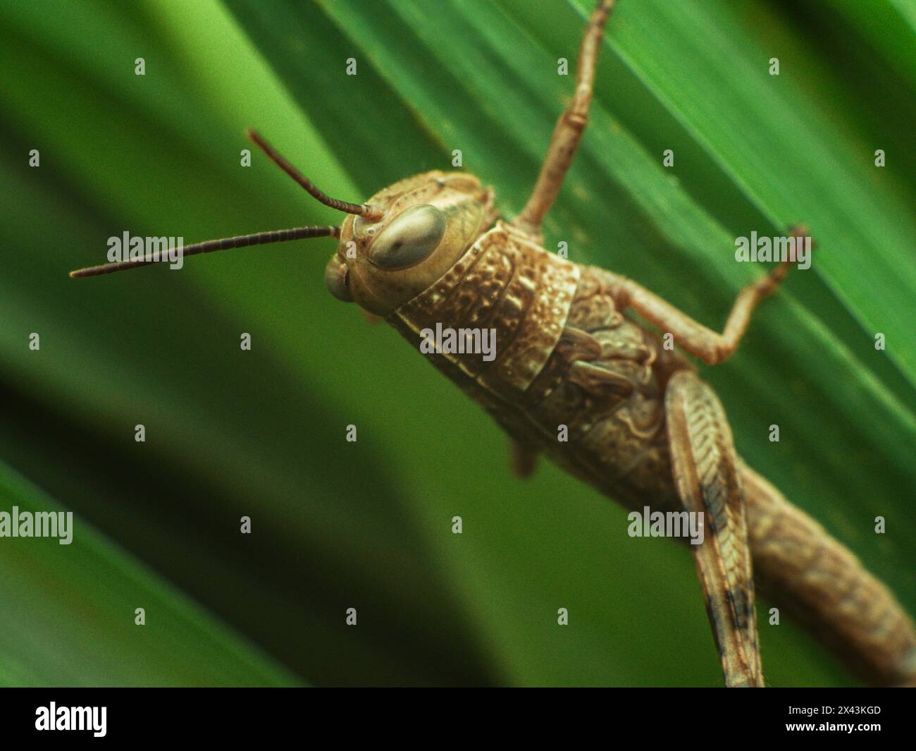 brown grasshopper resting on lemongrass leaf Stock Photo