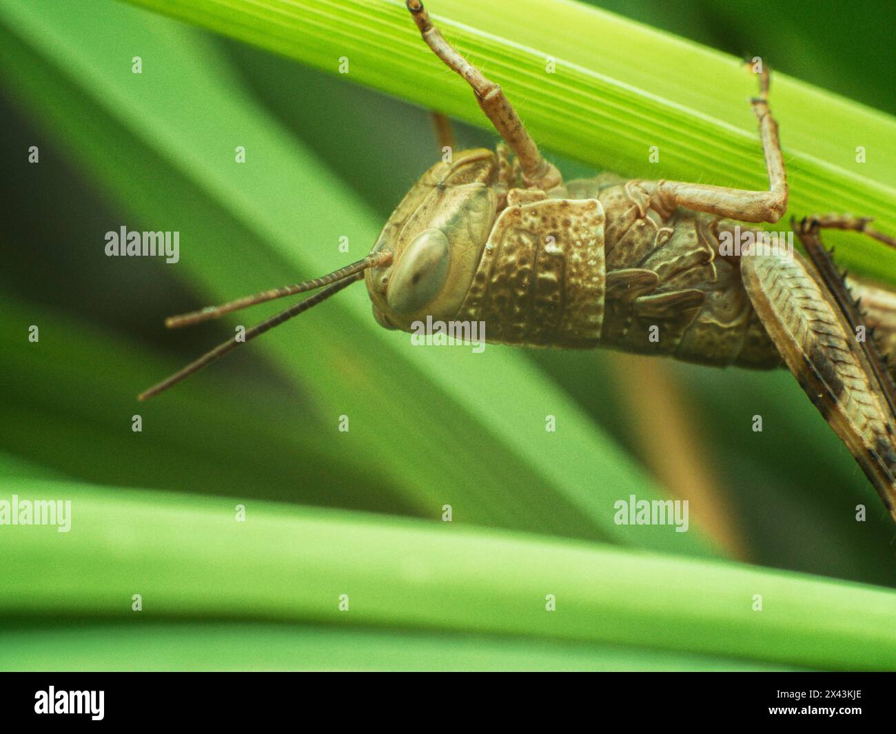 brown grasshopper resting on lemongrass leaf Stock Photo