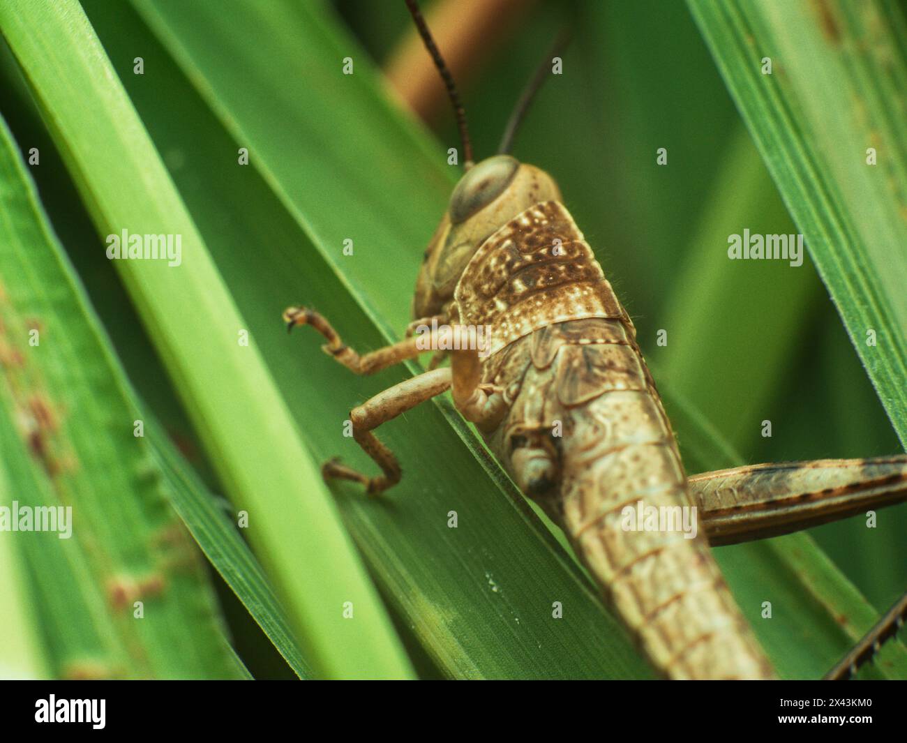 brown grasshopper resting on lemongrass leaf Stock Photo
