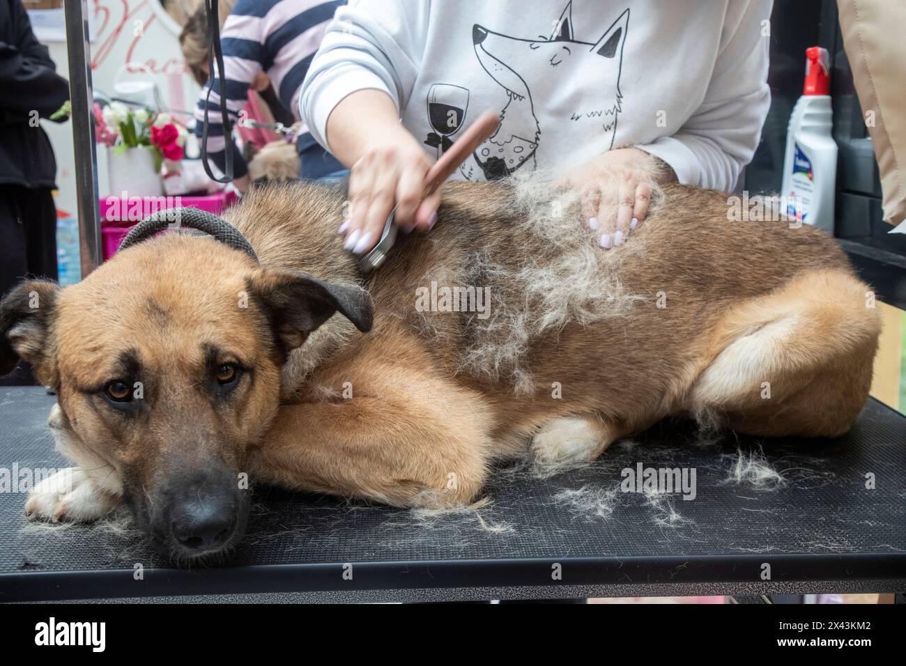 Moscow, Russia. 28th of April, 2024. A groomer and a dog take part in the Four-legged friend education project as part of the Easter Gift Festival in Moscow, Russia Stock Photo