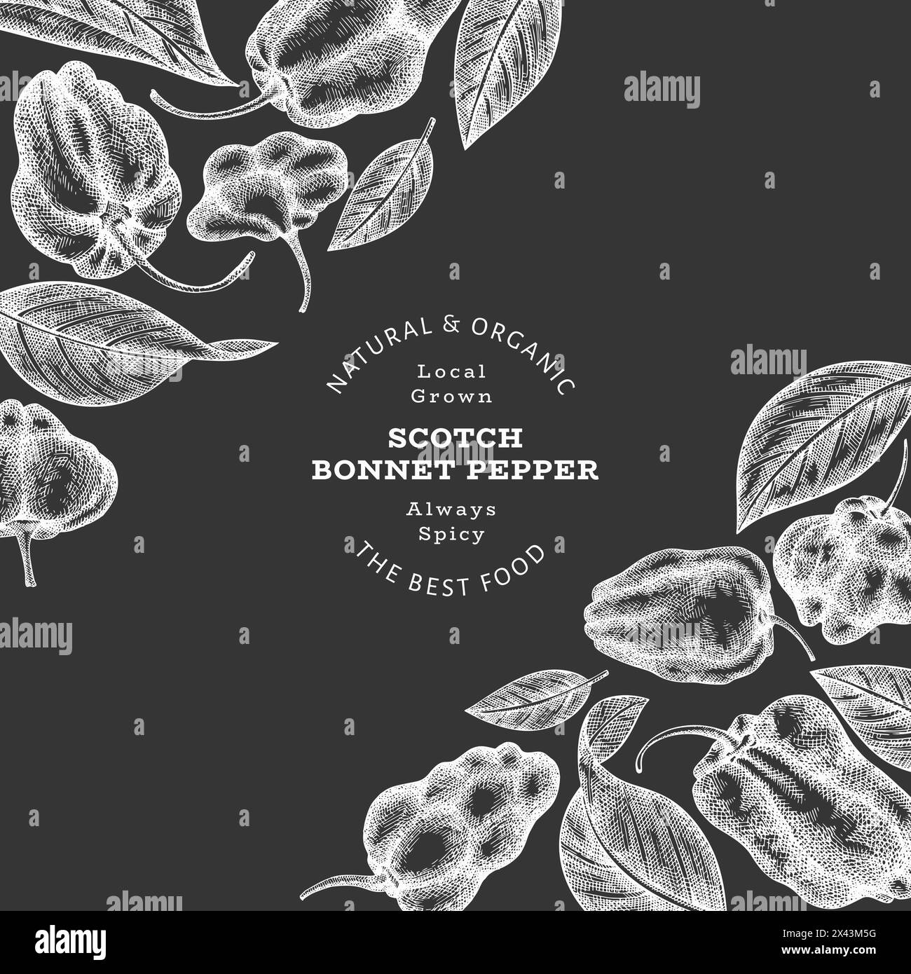 Hand drawn sketch style scotch bonnet pepper banner. Organic fresh