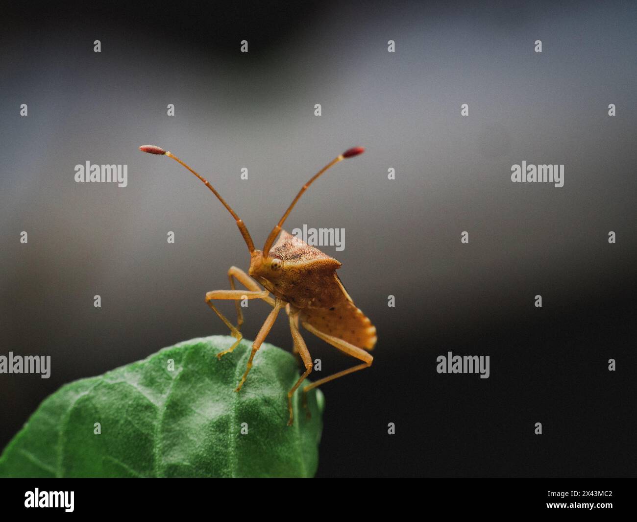 Stink bug white background hi-res stock photography and images - Alamy